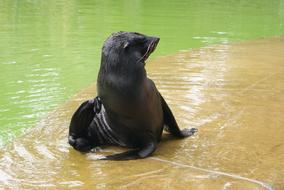 Seal Dog