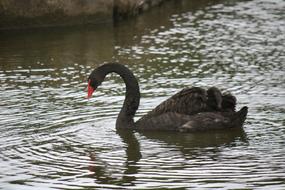 Duck Black Zoo