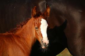 Horse Foal Fuchs