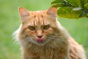 Cat Tongue Red