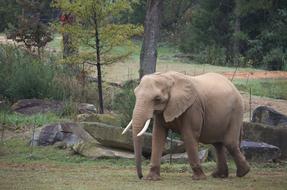 Elephant Animal