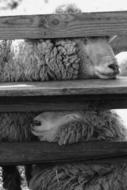 Sheep Animal Livestock