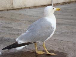 Seagull Bird