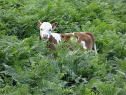 Calf Green Animal