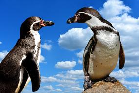 Penguins Animal World Water