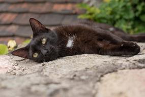 Kitten Cat Black