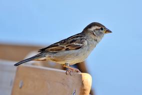 Sparrow Sperling Bird