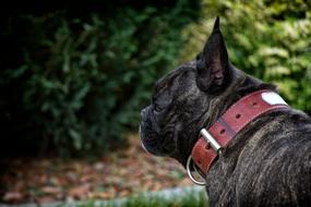 French Bulldog Dog Animal