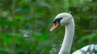 Swan River Water