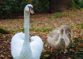 Swans Mute Swan Cygnet