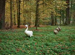 Swans Mute Swan Cygnet