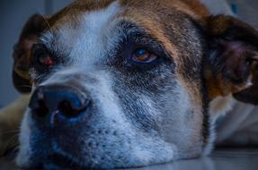 Dog Pet closeup portrait