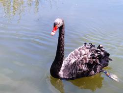 Swan Black Bird