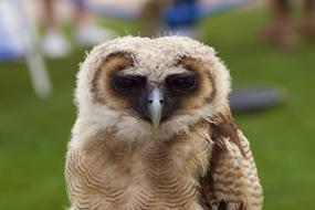 Owl Bird Nature