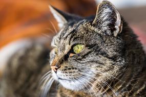 Animal Cat Pet