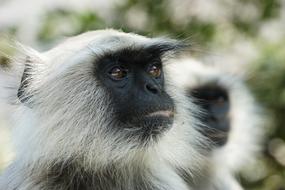 Monkey Ape Animal