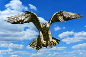 Falcon Approach Prey
