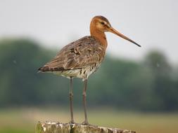 Black-Tailed Godwit Bird