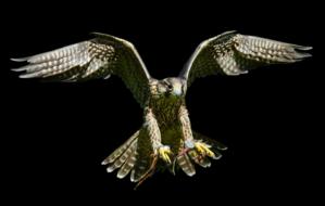 Falcon Approach Prey