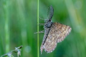 Insect Grass Blades Of