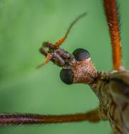 Insect Macro The Mosquito