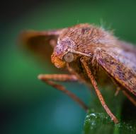 Butterfly Lepidoptera
