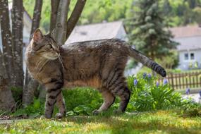 Garden Tiger Cat Profile