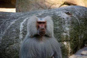 Monkey Animal Mammal