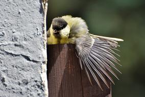 Tit Songbird Small Bird