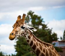 Giraffe Mammal Animal