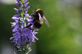 Wasps Bees