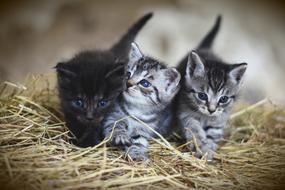 Cat Young Animal Kitten