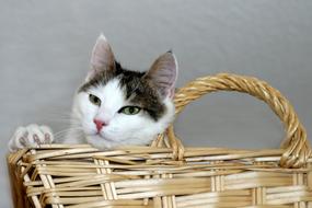 funny cat in a basket