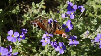Butterfly Close Up Insect