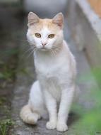 Cat White Nice