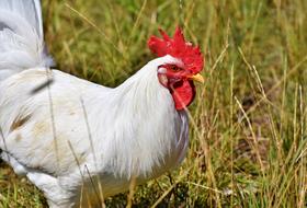 Hahn Crow Poultry