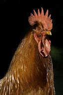 Red Poultry Plumage