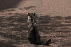 Cat State