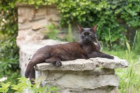 Domestic Kitten Cat Pet