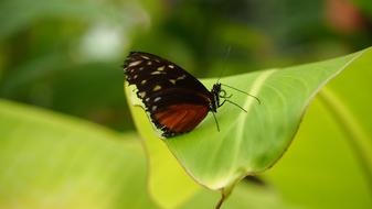 Insect Nature Butterfly