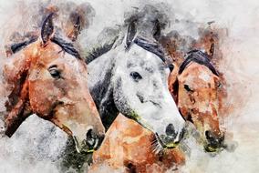 horses head animals photo art