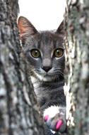 Cat Feline Kitten