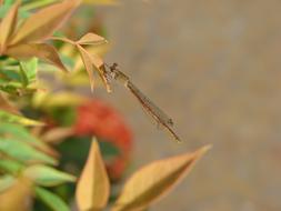 Dragonfly Insect Yellow
