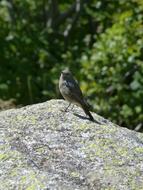 Black Redstart Bird Rock