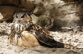 Eagle Owl Bird