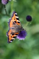 Hives Butterfly