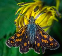 colored butterfly on a flower in the garden