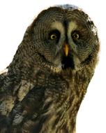 Bart Owl Strix Nebulosa Bird