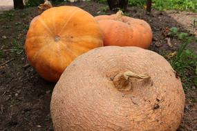 ripe pumpkin big on the farm