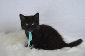 Black Cat Blue